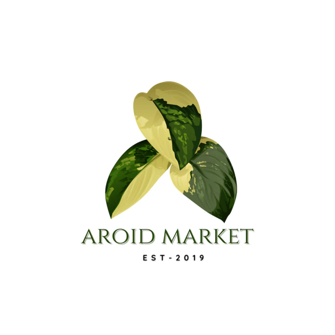 aroidmarket